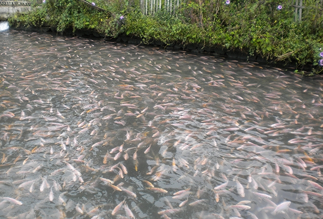 8 Cara Budidaya Ikan Nila Di Kolam Tanah Dijamin Berhasil Ternak Duit