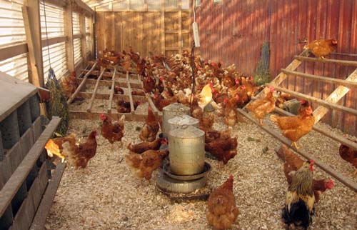 Beternak Ayam Petelur