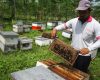 Budidaya lebah madu