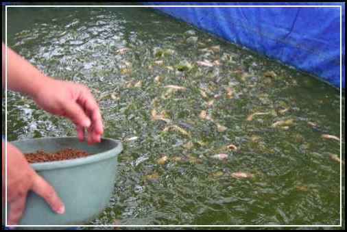 7 Cara Budidaya Ikan Lele di Kolam Tanah Khusus Pemula Dijamin Berhasil