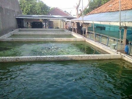 Cara Budidaya Ikan Gabus di Kolam Beton