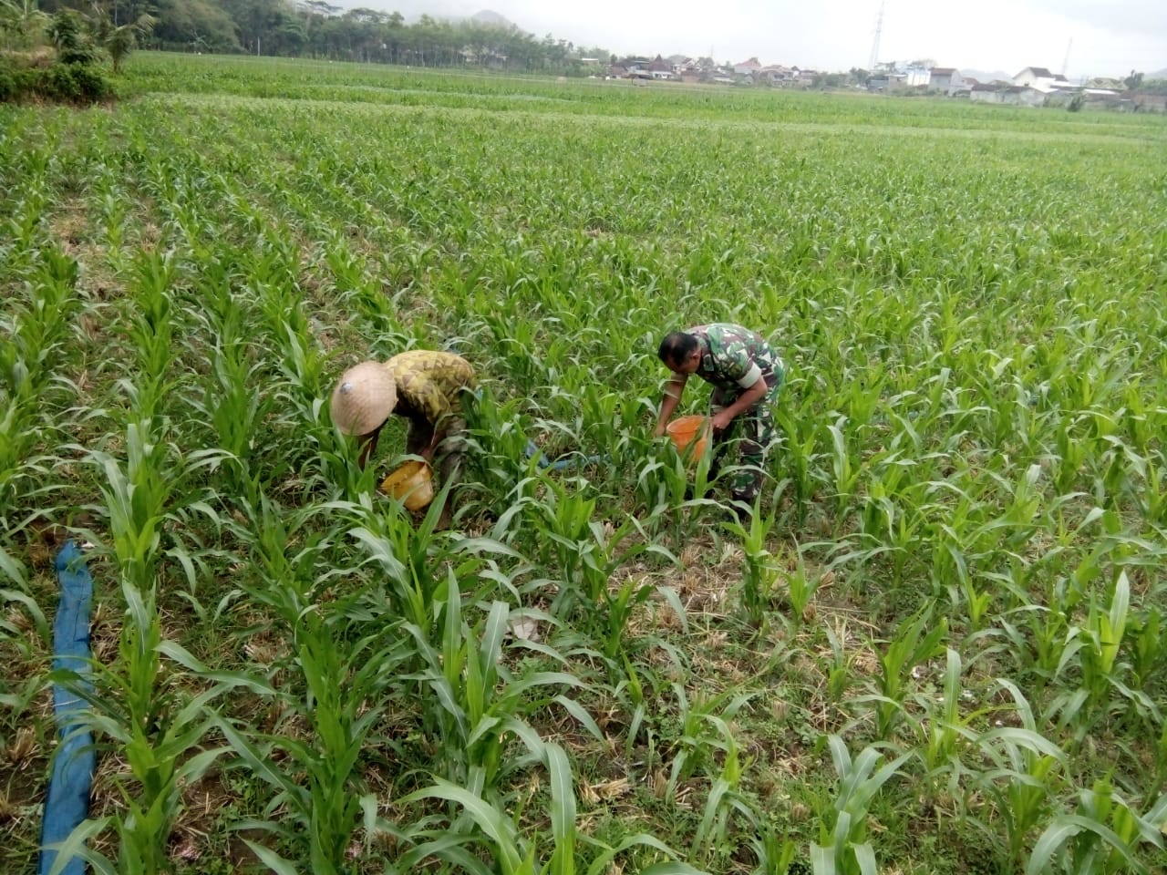 8 Langkah Dalam Teknik Budidaya Tanaman Jagung Hibrida - Ternak Duit