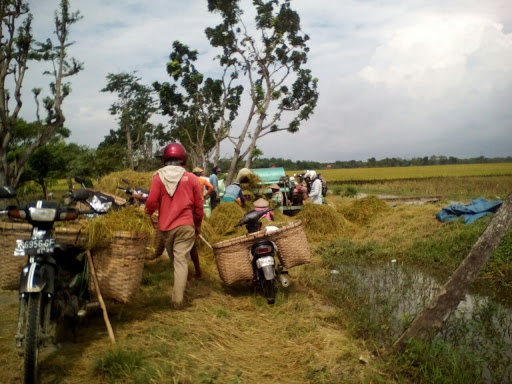 Pengepul Padi