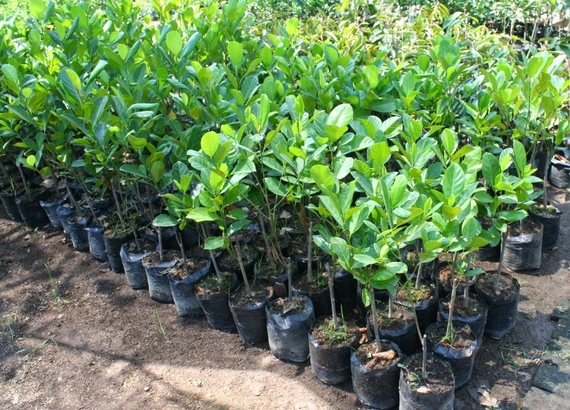 Penjual bibit tanaman