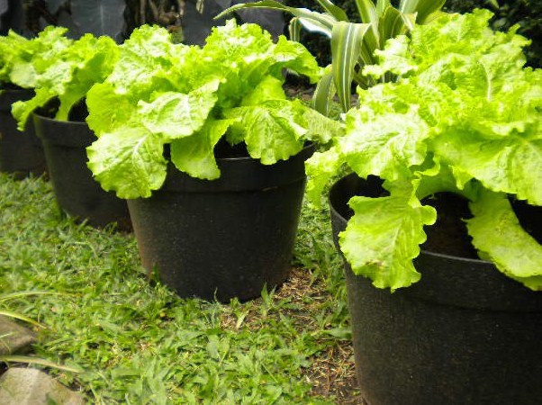 Keuntungan dan Cara Budidaya Sayur Dalam Pot di Halaman Rumah - Ternak Duit