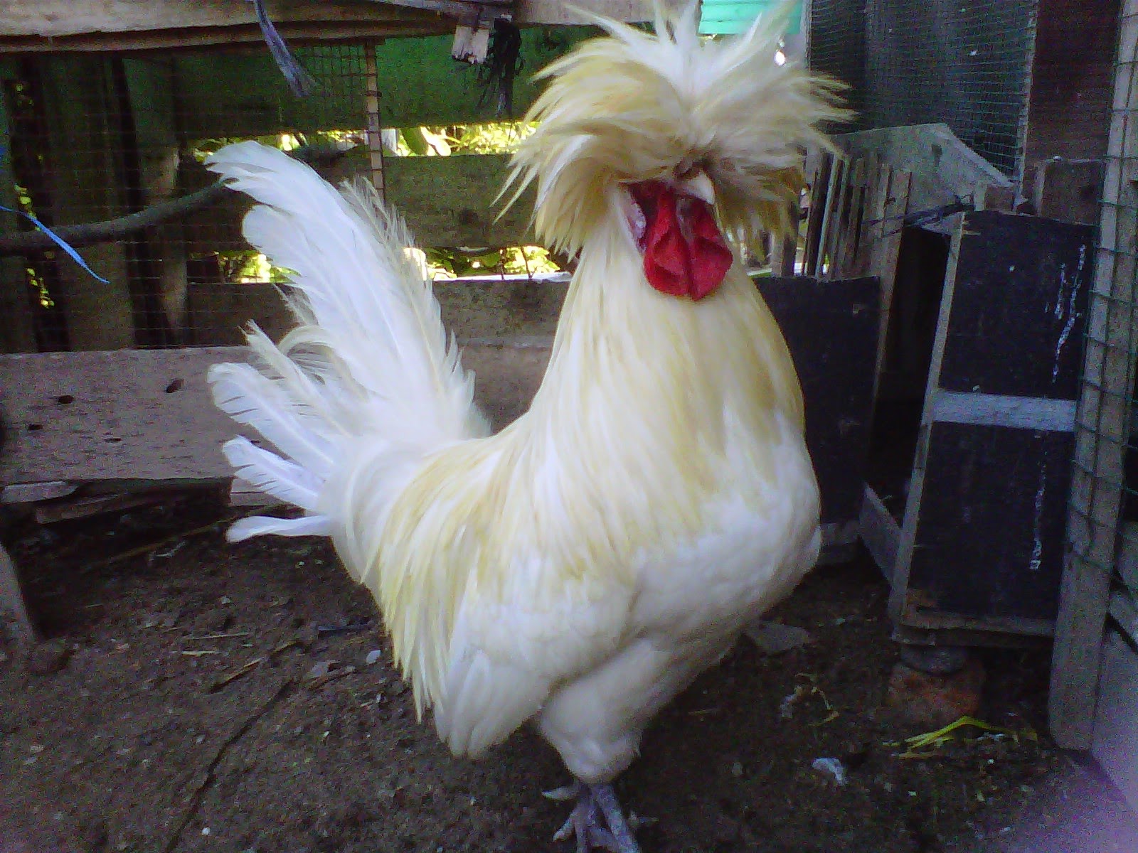 9 Poin Penting Cara Beternak Ayam Hias - Ternak Duit