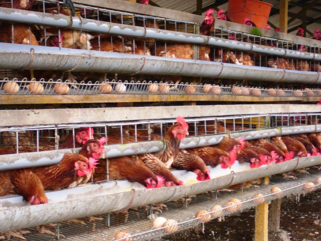 Peluang Usaha Ternak Ayam  Petelur  Yang Sangat Menggiurkan 