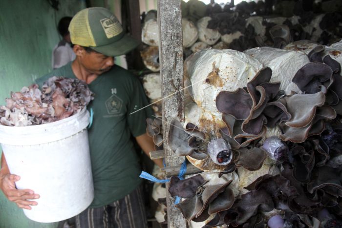 Mudah Inilah Cara Budidaya Jamur Kuping Secara Lengkap Ternak Duit