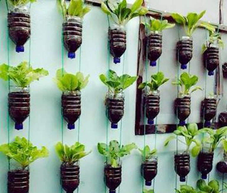 Cara Membuat Kebun Sayur dengan Konsep Hidroponik Vertikal