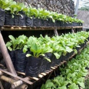 Jenis Sayuran yang Dapat Ditanam di Polybag dengan Waktu Panen