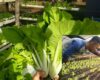 peluang usaha budidaya sayuran
