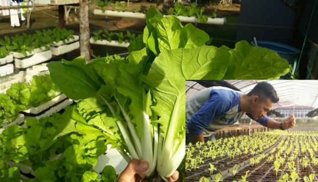 peluang usaha budidaya sayuran 